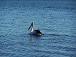 Pelican Floating.JPG